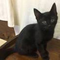 黒猫の女の子です