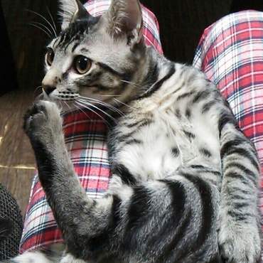 ひざのりすずちん♪されるがままw