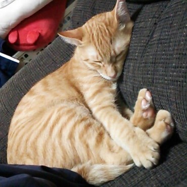 大好きなソファにもたれて♪ウトウト