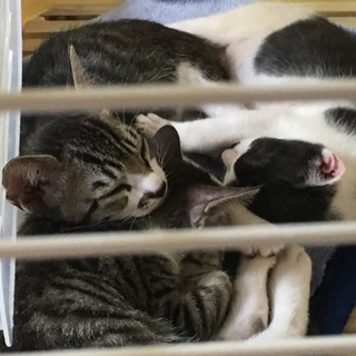 生後２ヶ月の子猫の里親募集