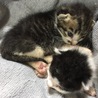 生後２ヶ月の子猫の里親募集 サムネイル2