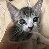 生後２ヶ月の子猫の里親募集 サムネイル3