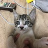 生後２ヶ月の子猫の里親募集 サムネイル4