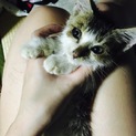 【急募】【里親募集】【子猫】