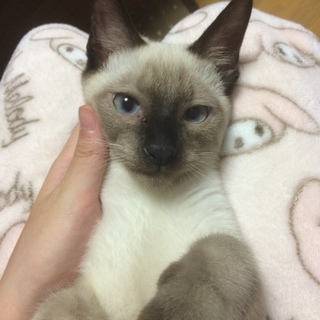 ３ヶ月シャム猫 雨くん