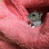 なびえ