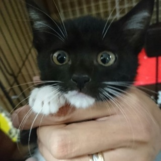 白黒男の子☆パーマンくん