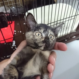 サビ猫女の子☆ミクスちゃん