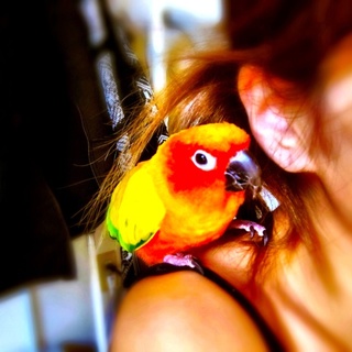 コガネメキシコインコ