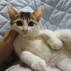 獣医大学にて猫の譲渡会