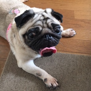 とても味があるパグちゃんのクルミちゃん