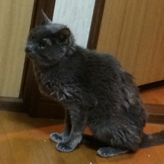 8みーたんのカバー写真