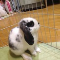 人なつこいホーランドロップくんです！