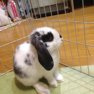 人なつこいホーランドロップくんです！