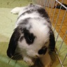 人なつこいホーランドロップくんです！ サムネイル2