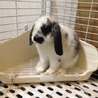人なつこいホーランドロップくんです！ サムネイル3