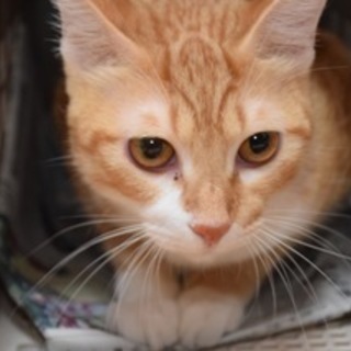 抱っこされるの大好き☆フクくん