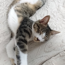 「ジェリー風邪気味かな」サムネイル1