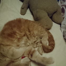 「ジェリー風邪気味かな」サムネイル2