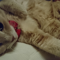 「ジェリー風邪気味かな」サムネイル3