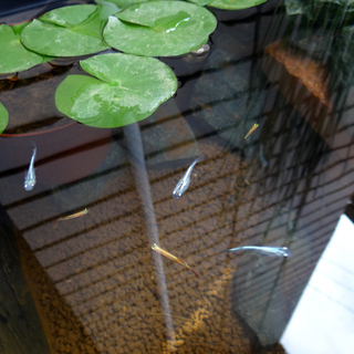 メダカ稚魚の里親募集（募集停止中）