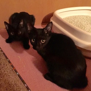 クリクリお目が可愛い黒猫仔猫の仲良し兄弟です♫