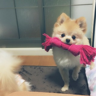 ポメラニアン男の子☆