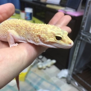 里親決定しました。ありがとうございました