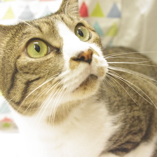 高齢猫のため、高齢応募者可です