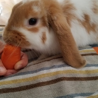 保護うさぎ里親さん募集