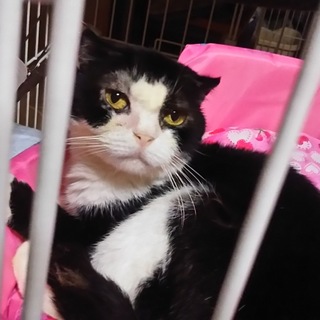 センター引き出し、飼主持ち込みのスコです。