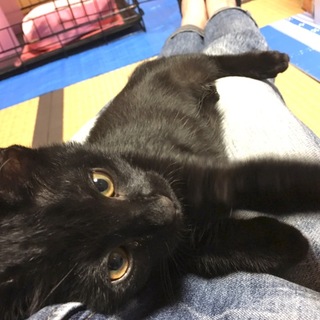 寂しがり屋で甘えん坊☆黒猫の女の子