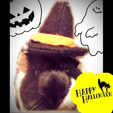 ハロウィンボーちゃん