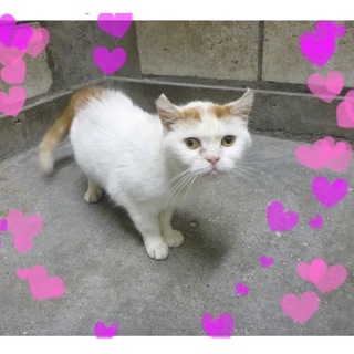 スコティッシュ風白チャさん♪