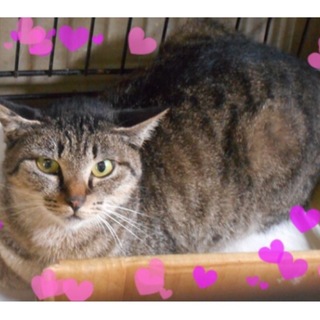 威嚇と猫パンチちゃんを気長に愛せる方募集♪