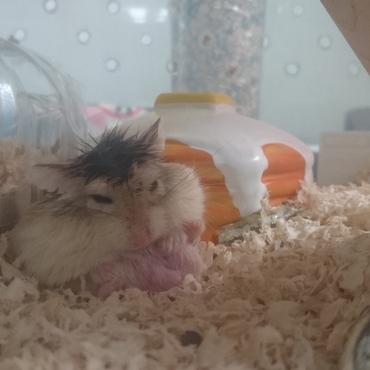 休んでいます。ブサ可愛いでしょ⁉