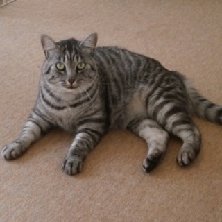 スリゴロのキジトラちゃん♪