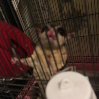 元気なフクモモくんです！