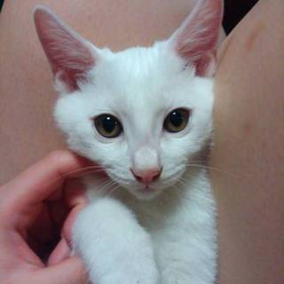 元気なオスの子猫です。