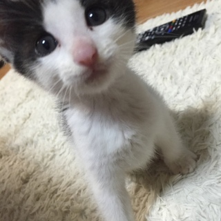 白黒仔猫ちゃん里親さん募集