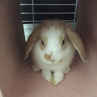急募！ロップイヤーの仔ウサギです