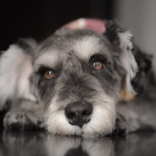 Ｍシュナウザー♂★甘えん坊