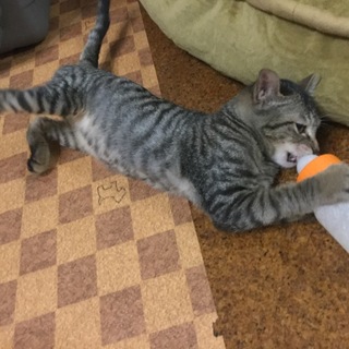 史上最強な甘えん坊 イモ君❤️❤️