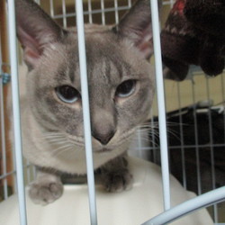 「茶々丸BOY」サムネイル2