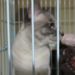 「茶々丸BOY」サムネイル3