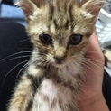 可愛いキジトラちゃんの里親募集
