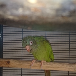 トガリオインコ里親募集