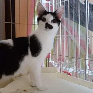 愛くるしいミルクちゃんは甘えたゴロゴロの女の子