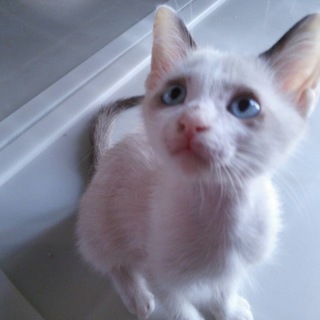 優しい里親さん募集中