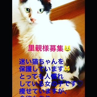 里親募集中 小柄な女の子